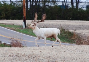 albino deer albino deer