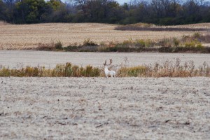 albino deer 2 albino deer 2