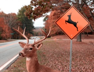 Odds of hitting a deer in Ohio? 1 in 121